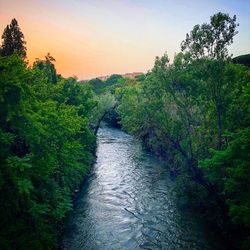 Scenic view of river amidst trees against sky
