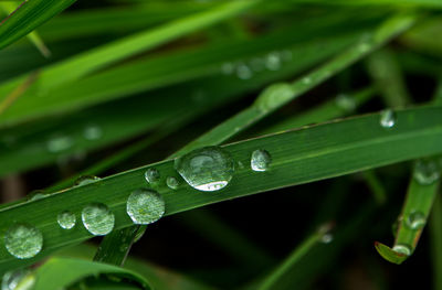 Close-up of wet plant leaves during rainy season