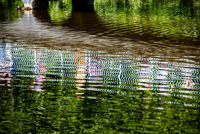 High angle view of plants floating on water