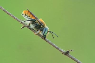 Close-up of insect perching on green leaf