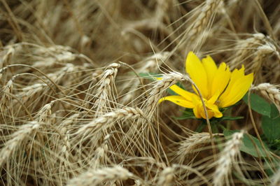 Close-up of yellow dandelion flower