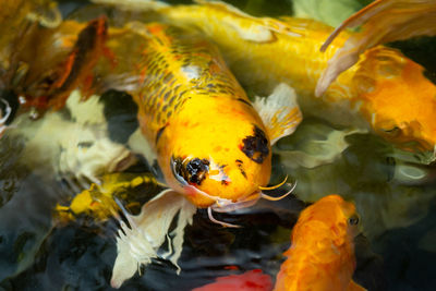 Close-up of fish swimming in sea