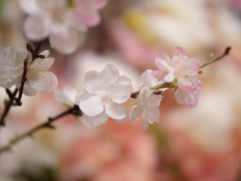 Close-up of pink cherry blossom
