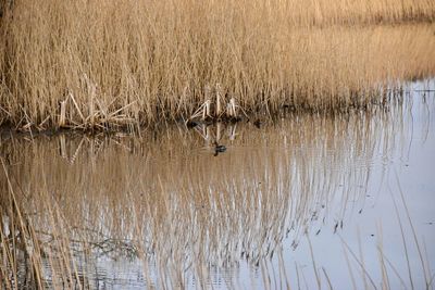 View of reed grass in lake