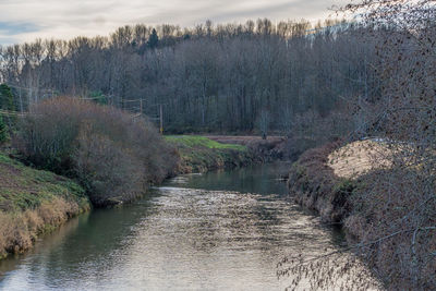 Scenic view of river amidst trees in forest