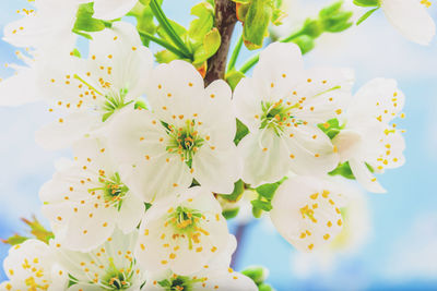 Close-up of white flowers on tree