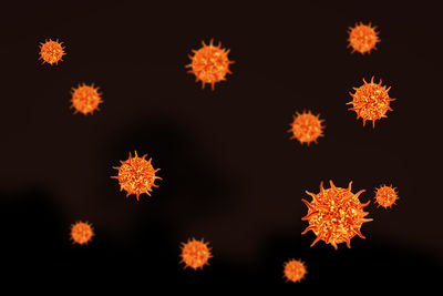 Close-up of orange flowering plants against black background