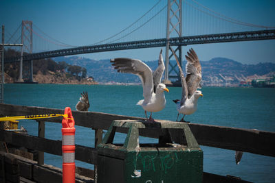 Seagulls perching on railing by sea against sky