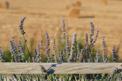 Close-up of purple flowering plants on field