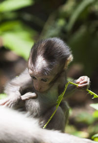 Close-up of monkey