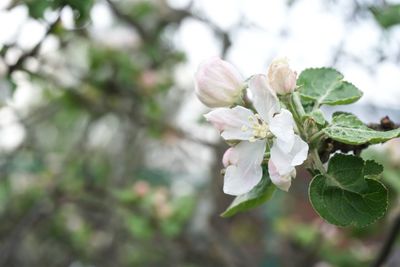 Close-up of white cherry blossom tree