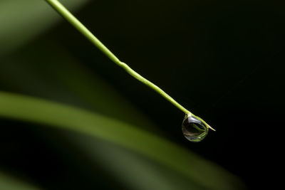 Close-up of water drop on leaf