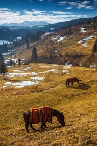 Horses grazing on field against sky