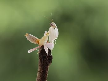 Close-up of bug on white flower