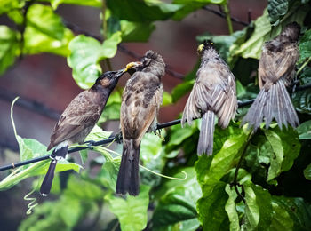 Close-up of bird perching on branch