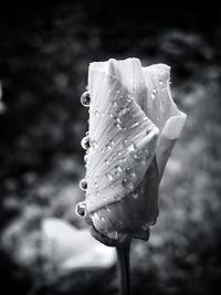 Close-up of water drops on flower