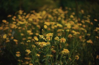 Close-up of yellow flowering plant on field