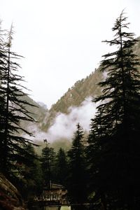 Trees in foggy weather