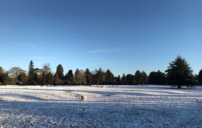 Trees on snow field against clear blue sky