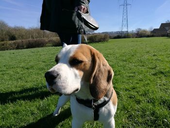 Close-up of dog standing on field