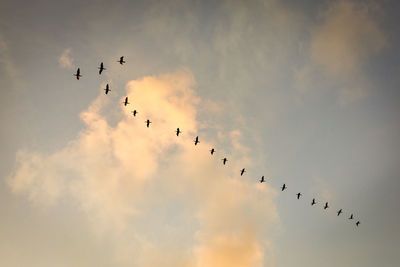 Low angle view of silhouette birds flying against sky