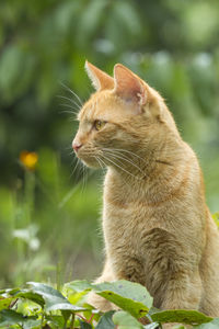 Close-up of cat sitting outdoors