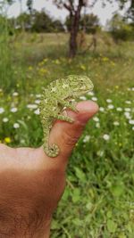 Close-up of hand holding lizard