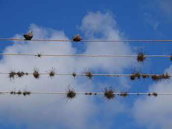 Low angle view of plants on cable against sky