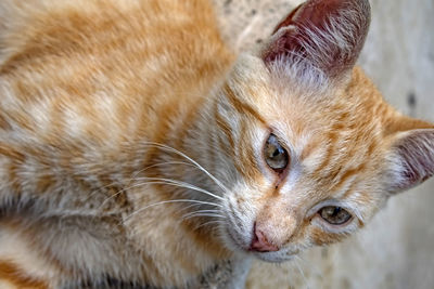 Close up cute friends cats in nature