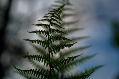 Close-up of succulent plant