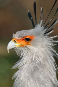 Close-up of a bird