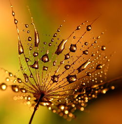 Droplet on dry leaf