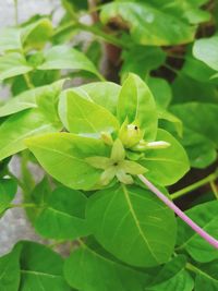 Close-up of green plant