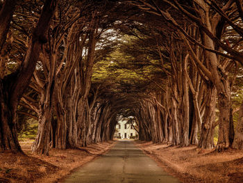 Corridor of trees