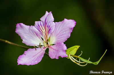 Close-up of flower blooming outdoors