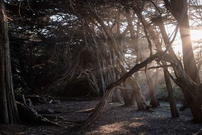 Sunlight streaming through trees in forest