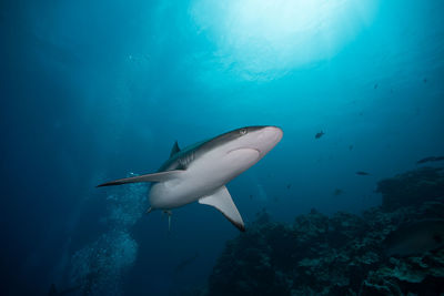 Close-up of fish swimming in sea