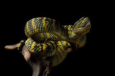 Close-up of a lizard