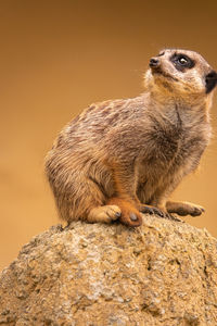 Close-up of lion looking away