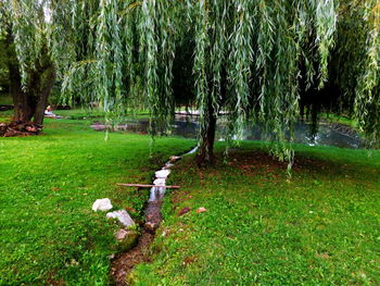 Trees on grassy field