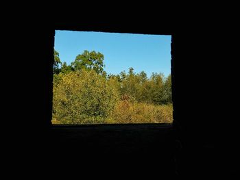 Trees against clear sky