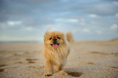 Dog on sand at beach against sky