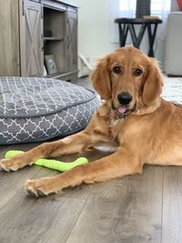 Portrait of dog sitting on floor at home