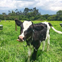 Cow on field against sky