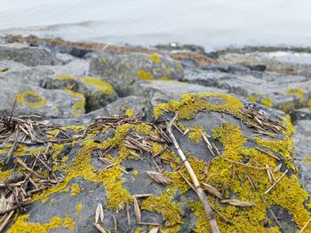 Close-up of yellow water on beach