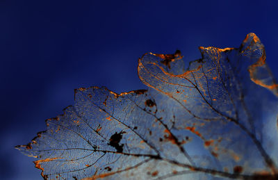 Close-up of dry leaf against blue sky