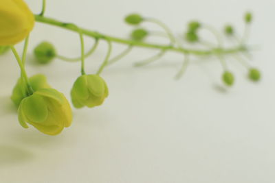 Close-up of flowering plant against white background