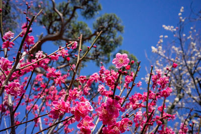 Low angle view of cherry blossoms against sky