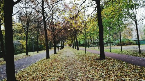 Trees in park