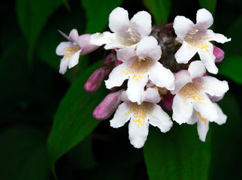 Close-up of white flowers blooming outdoors